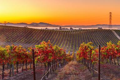 Napa California billboards